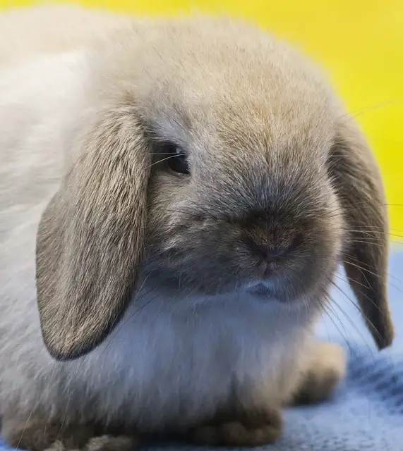 picture of a holland lop