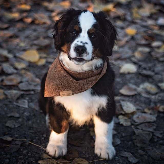 Mini Bernese Mountain Dog: A Full Guide To This Cute Canine