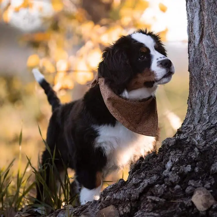 picture of a mini bernese mountain dog