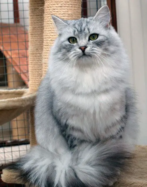 50+ Stunning Siberian Cat Colors & Patterns: Discover Them All | ThePetFAQ
