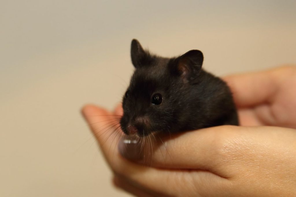 picture of a black bear hamster