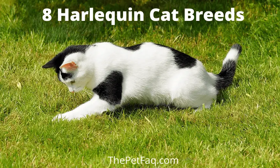 8 harlequin cat breeds