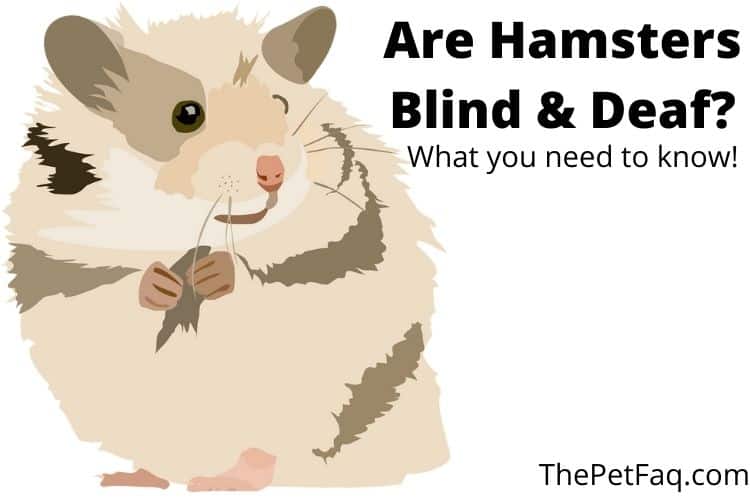 are hamsters blind and deaf?