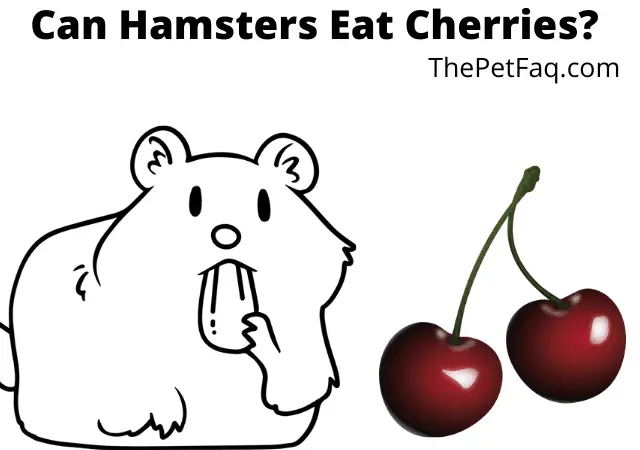 can hamsters eat cherries?