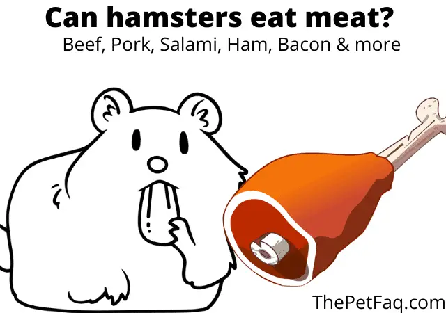 can hamsters eat meat?