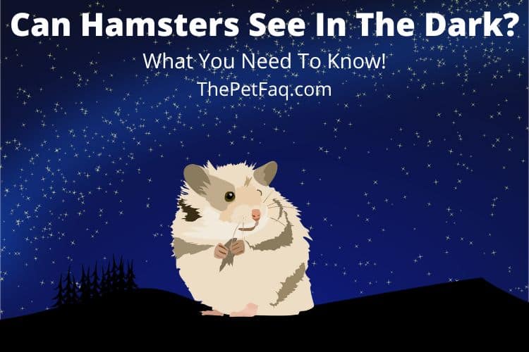 can hamsters see in the dark?