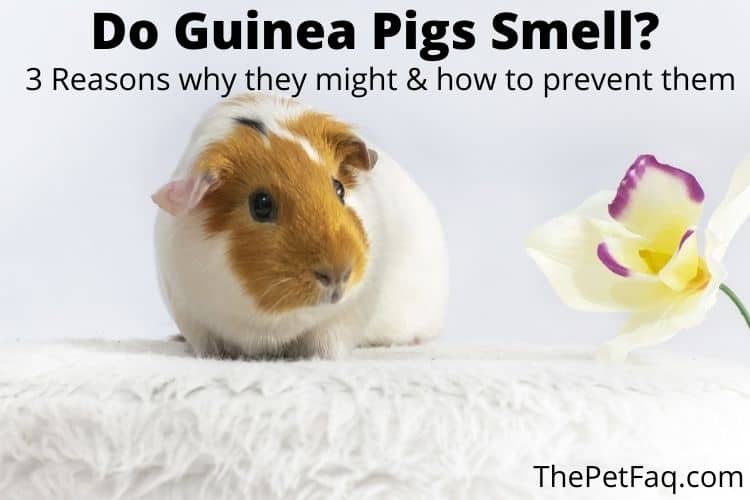 do guinea pigs smell? 3 reasons why they might & how to prevent them