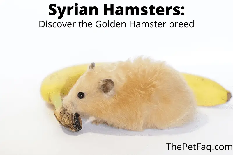 syrian hamsters: discover the golden hamster breed