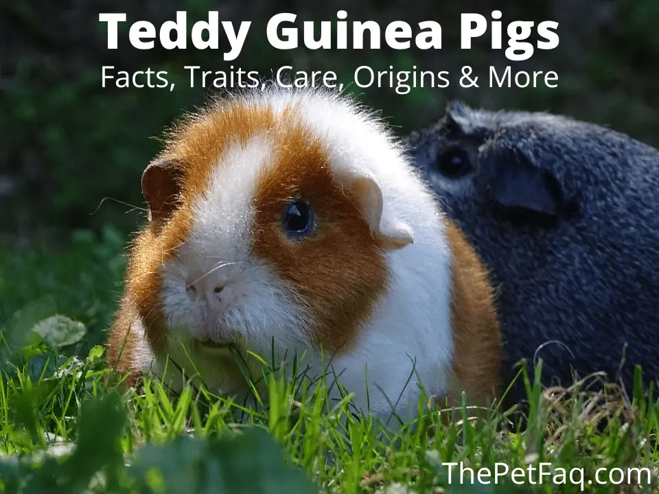 teddy guinea pigs: facts, traits, care, origins & more