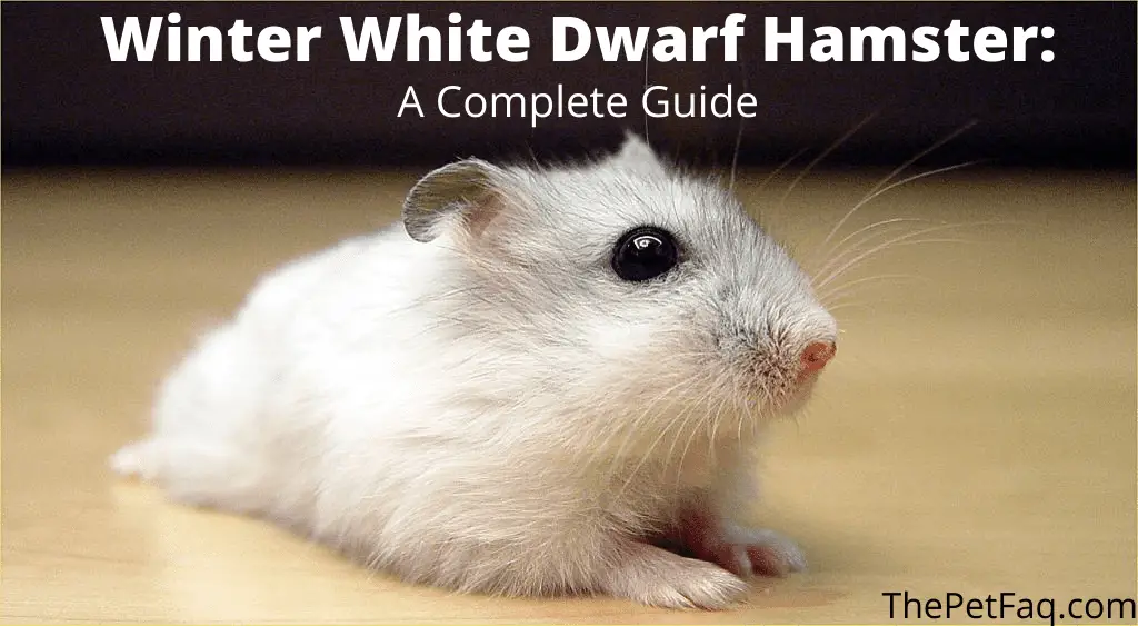 winter white hamster complete guide