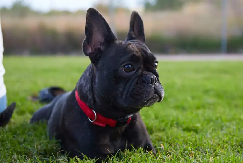 Black French Bulldog: 5 Important Facts & Pictures | ThePetFAQ