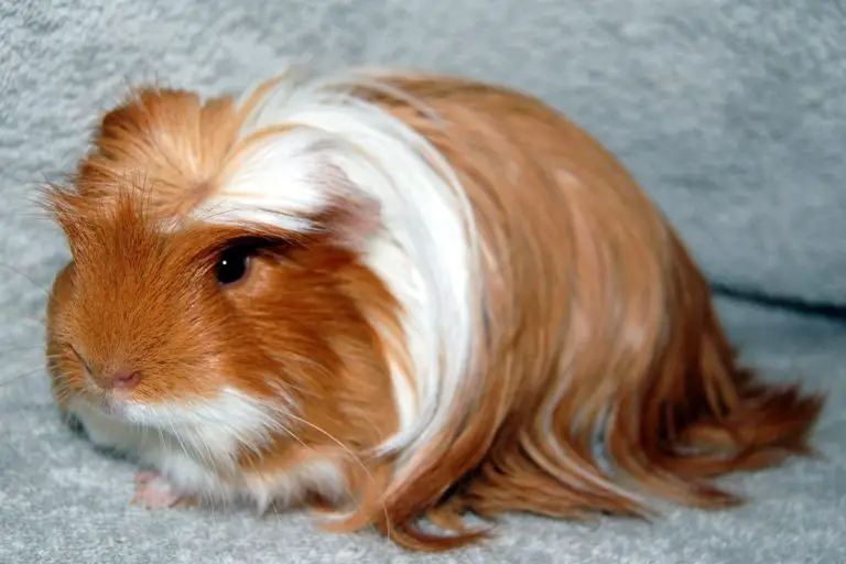 Your Guinea Pig S Body 15 Questions Answered ThePetFAQ   Guinea Pig Coronet 768x512 