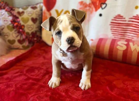 Is The Pocket Bully The Right Dog Breed For You? (With Pictures)