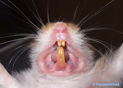 a visual example of healthy hamster teeth
