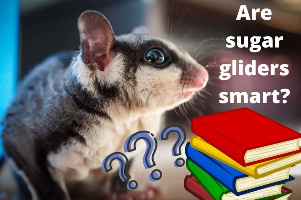 are sugar gliders smart?
