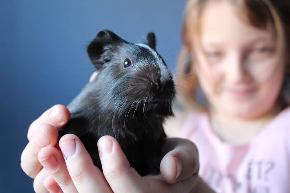 Do Guinea Pigs Like To Be Held & Petted?