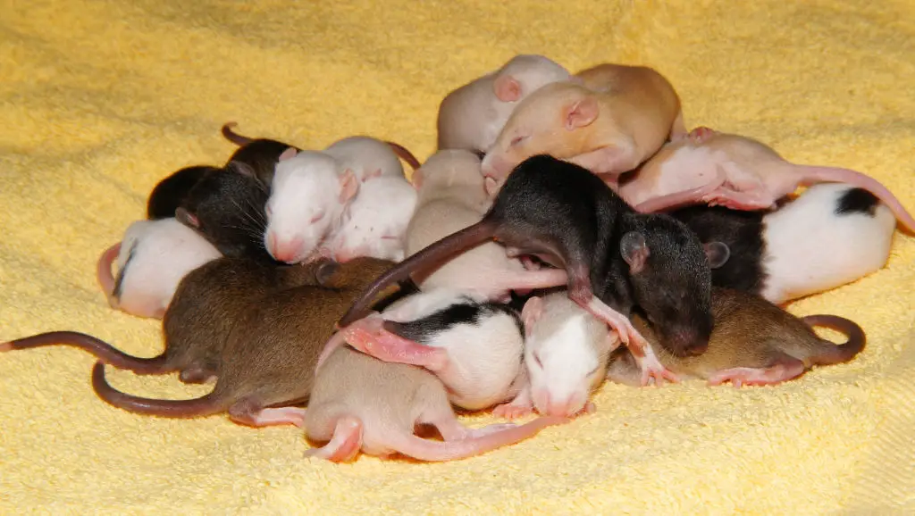 a big group of baby rats
