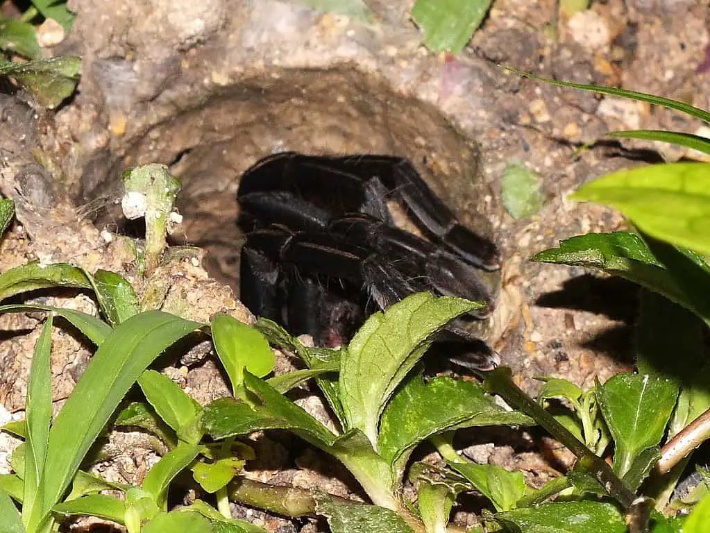 thailand black tarantula hiding in its burrow
