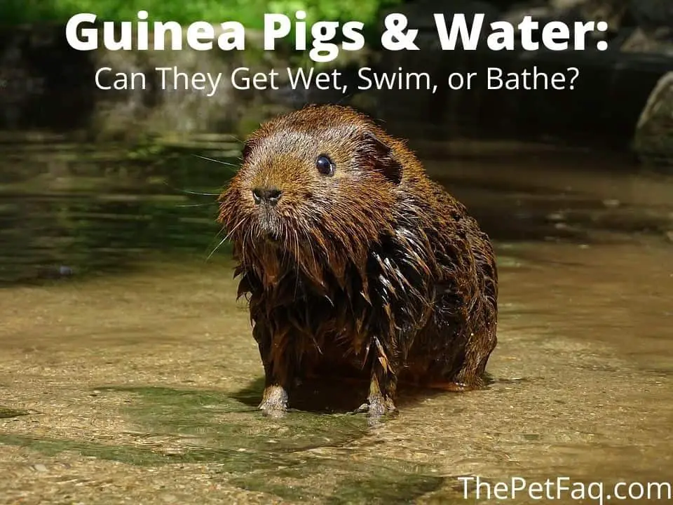 Guinea Pigs & Water: Can They Get Wet, Swim, or Bathe?
