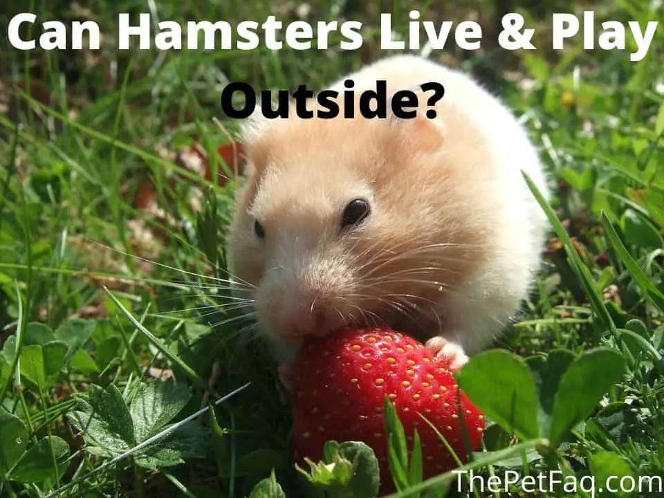 can hamsters live and play outside