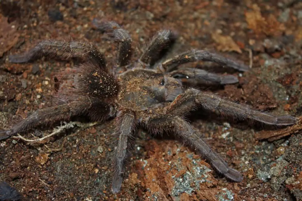 photo of the cuban bronze tarantula