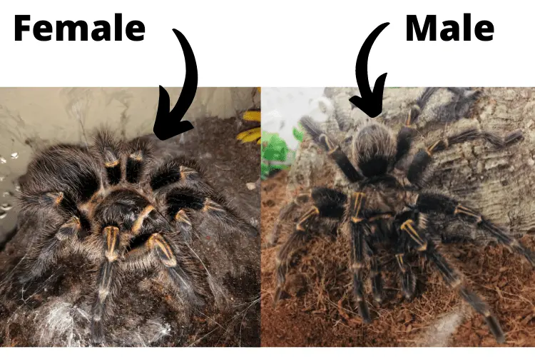 male vs female chaco golden knee tarantula
