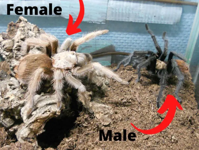 Male Vs Female Tarantula: The Difference & Which To Get | ThePetFAQ