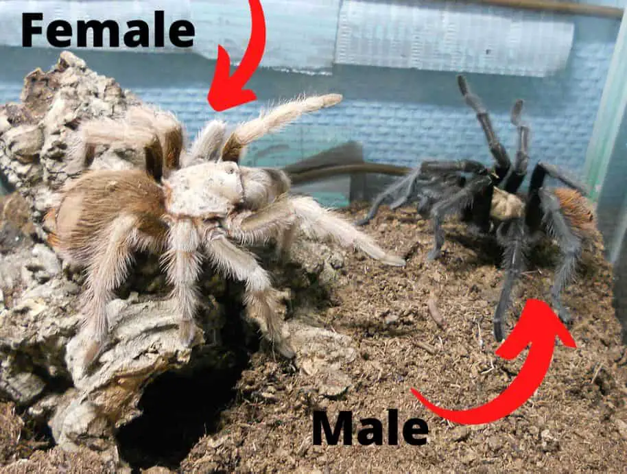 Female vs Male Arizona Blonde Tarantula
