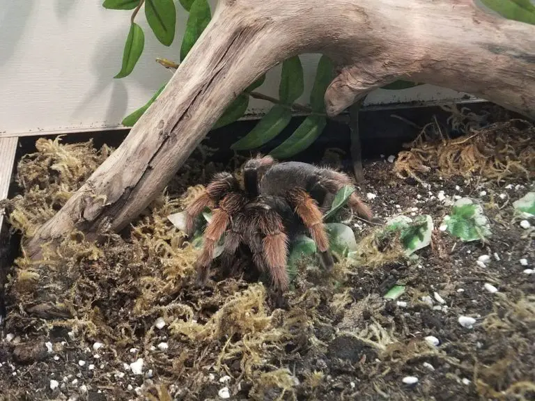 Mexican Pink Tarantula (Brachypelma Klaasi): Care Guide | ThePetFAQ