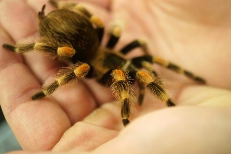 how-long-can-tarantulas-go-without-food-and-water-thepetfaq