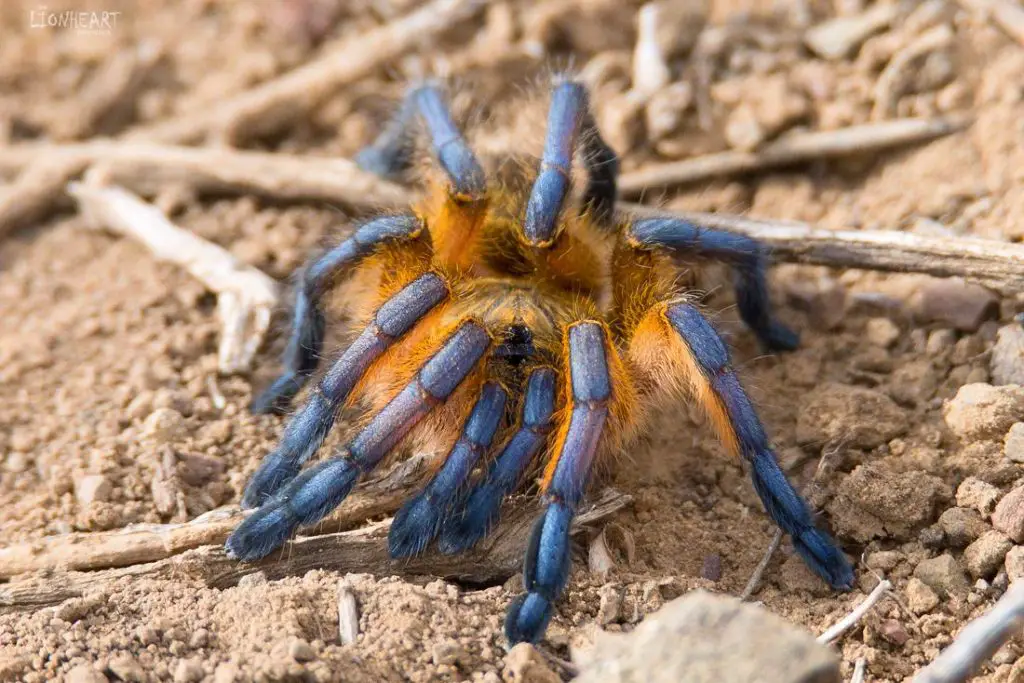 This image has an empty alt attribute; its file name is Harpactira_pulchripes01-1024x683.jpg