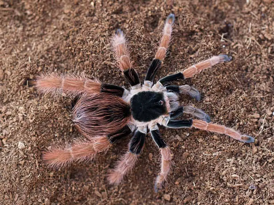 A photo of the Colombian Giant Redleg tarantula
