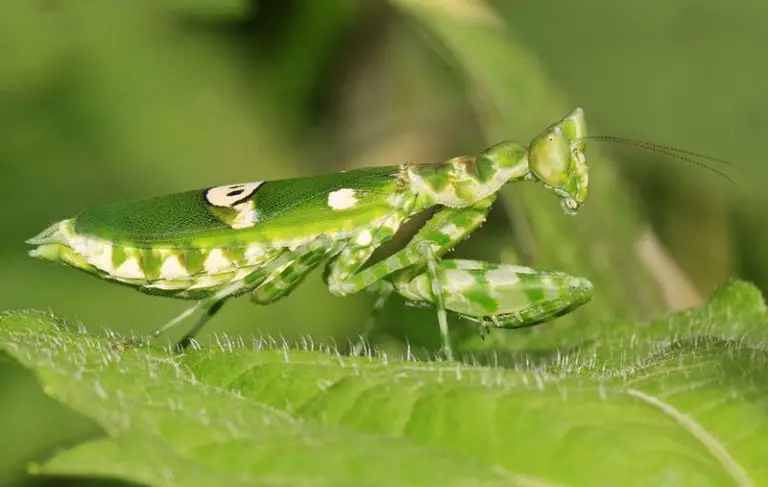 Indian Flower Mantis: Care, Info, Facts & Pictures | ThePetFAQ