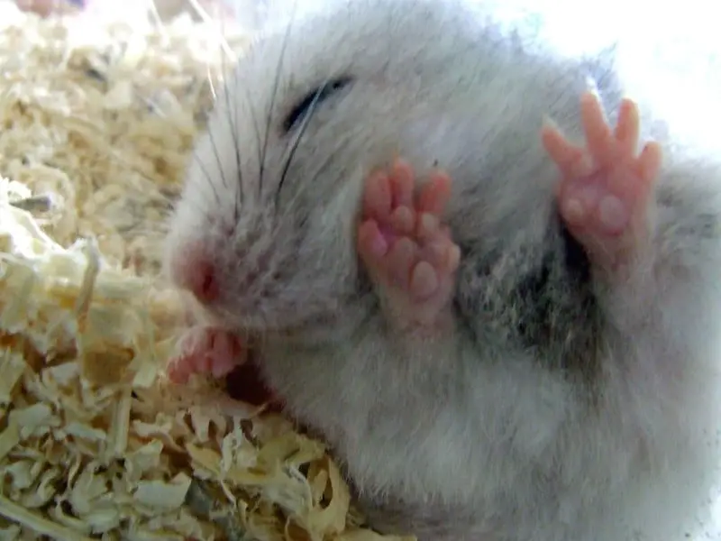 picture of hamster feet with bumps