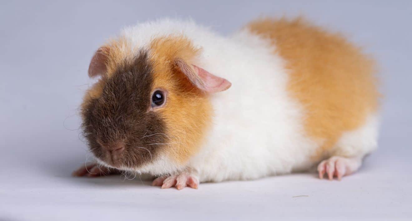 Can Guinea Pigs Throw Up? What You Need to Know! ThePetFAQ