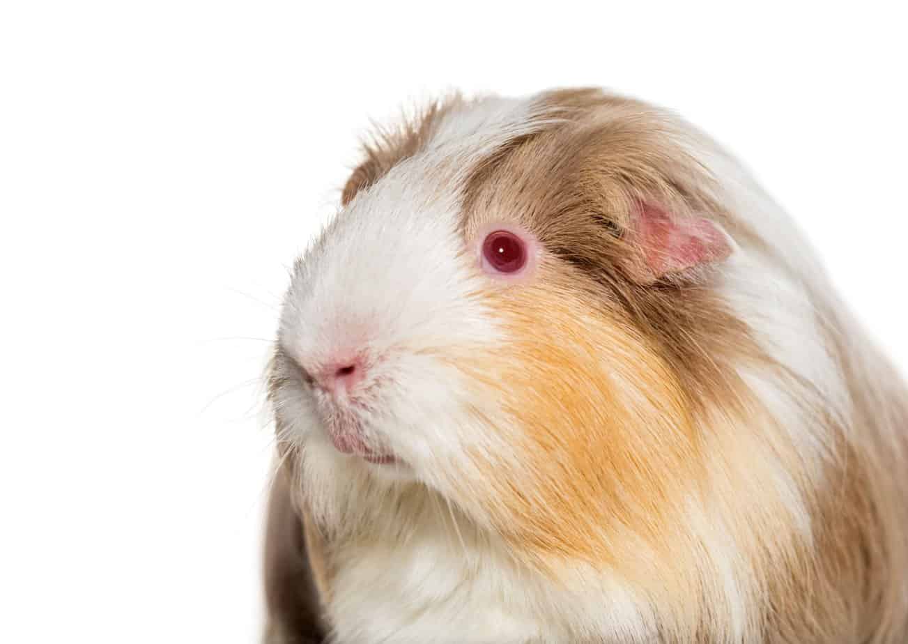 Do Guinea Pigs Hate Noise? Do They Need a Quiet Environment? | ThePetFAQ