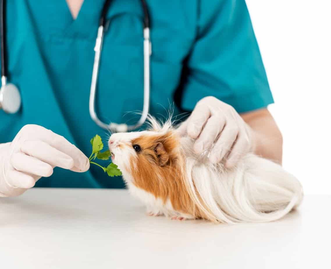 What Can Guinea Pigs Not Eat? Things to Avoid Giving your Cavy! ThePetFAQ