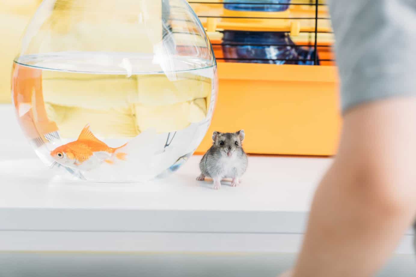 why-is-my-hamster-drinking-so-much-what-you-should-know-thepetfaq