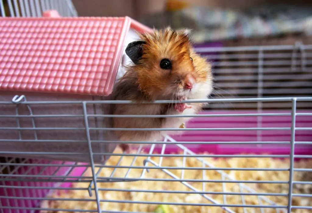 hamster climbing on cage