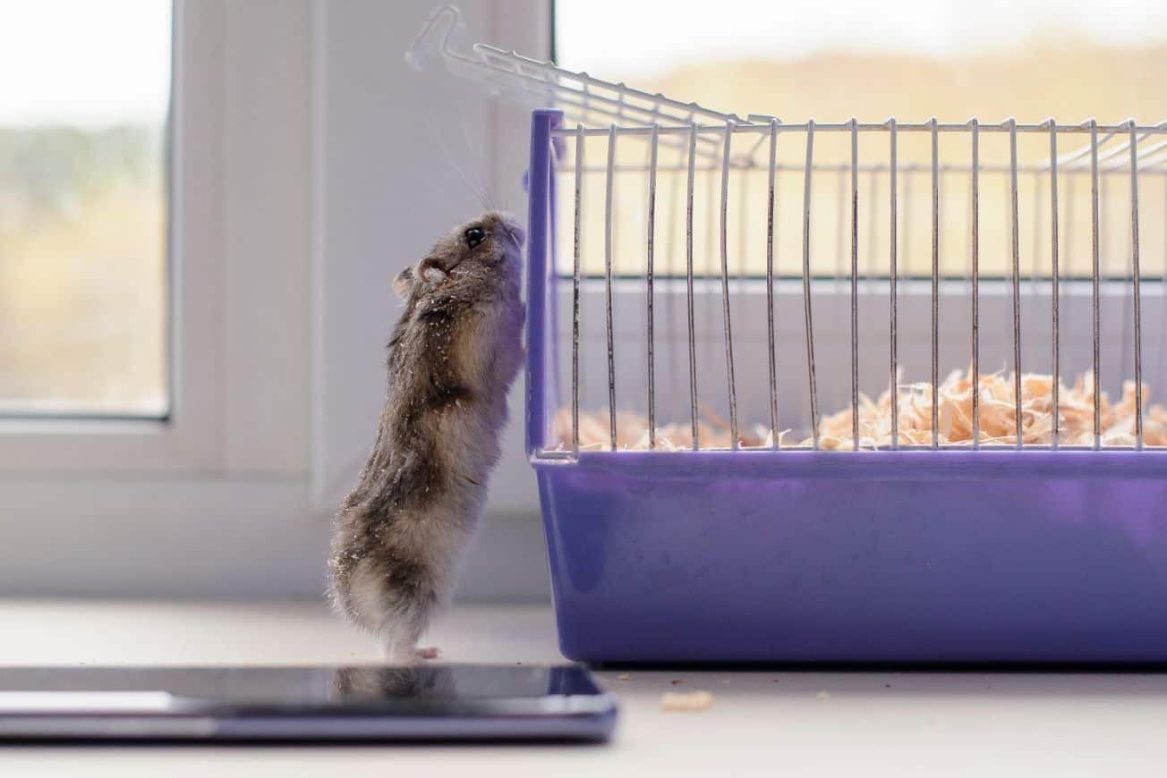 Can Hamsters Climb? (Walls, Stairs, Glass & More) ThePetFAQ